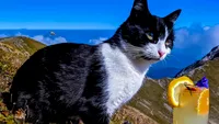 EXCLUSIV | Rodica, felina care trăiește la cel mai înalt punct locuit din România. Cum e viața la Stația Meteo Vârful Omu: povestea pisicii bucureștence, prietenia cu vulpea Foxy, întâlnirile cu urșii și aventurile în munți (VIDEO & FOTO)