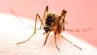 O simplă înțepătură de țânțar poate afecta creierul. Ce este encefalita japoneză și care sunt simptomele ce necesită internare de urgență
