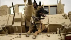 Proiectul Warhound: Cum vor fondatorii Colossal și Anduril să creeze „super-câini” militari prin clonare și editare genetică