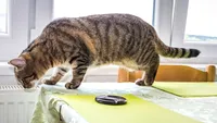 Pisica ta nu e „obraznică”: De ce dărâmă lucruri de pe masă și ce încearcă, de fapt, să-ți transmită (VIDEO)