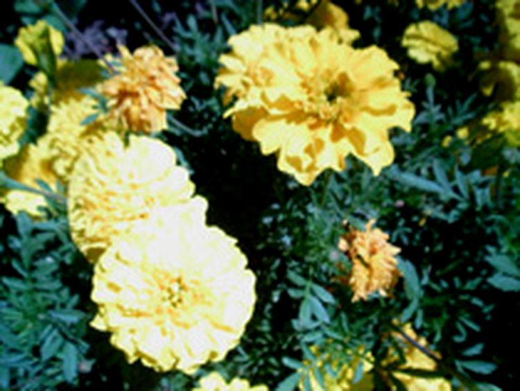 N93i