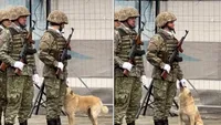 „O imagine cât o mie de cuvinte” la ceremoniile de Mica Unire: Un câine fără stăpân caută afecțiune la o femeie militar, iar reacția ei cucerește internetul (VIDEO)