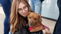 Ce se întâmplă cu câinii capturați de ASPA București și cum îi poți regăsi sau adopta