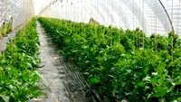 Cum scapi rapid de musculița neagră de pe roșii. Insecticidul natural care funcționează din prima