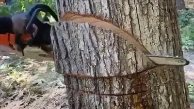 VIDEO: Descoperirea neașteptată făcută în trunchiul unui copac tăiat cu drujba