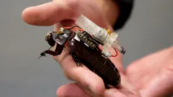 Gândacii-cyborg creați în Australia vor livra tratamente medicale victimelor blocate sub dărâmături
