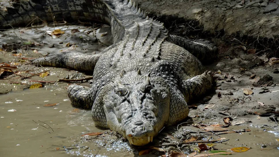 Descoperire terifiantă făcută în stomacul unui crocodil de peste 4 metri lungime