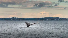 „52 Blue”: Misterul faimoasei balene singuratice din Pacific, elucidat după decenii? Ce au descoperit cercetătorii