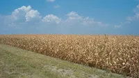 Ajutor pentru fermierii afectați de seceta din 2025. MADR pregătește despăgubiri de până la 333 de lei pe hectar
