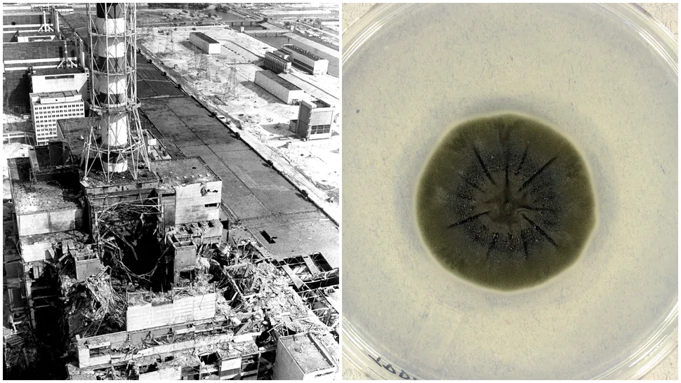 Ciuperca de la Cernobîl care a dezvoltat o abilitate incredibilă
