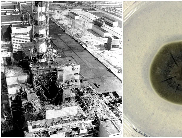 Ciuperca de la Cernobîl care a dezvoltat o abilitate incredibilă