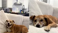 Viralul zilei | Câinele care nu se poate opri din zâmbit după ce a fost adoptat. Și-a așteptat noua familie șase ani (VIDEO)