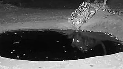 VIDEO: Un leopard a tras sperietura vieții în timp ce bea apă