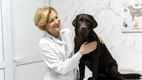 Primii câini din lume dresați să depisteze cancerul de colon mai rapid decât medicii / În doar 10 secunde știu dacă ești bolnav sau nu