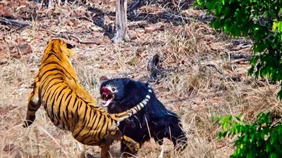 VIDEO: Confruntare rară între un tigru şi un urs, filmată într-un safari
