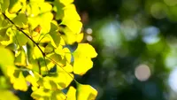 Ce este „arborele vieții”? Acest copac are numeroase beneficii pentru sănătate. Mulți români nu știu de el
