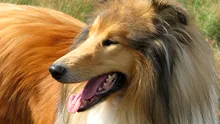 ChatGPT ar fi salvat viața unui câine, asistând interpretarea simptomelor ignorate de medicul veterinar