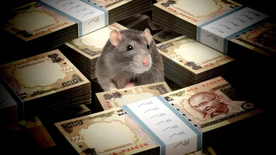 Un şobolan a trecut peste sistemul de securitate al unui bancomat şi a făcut o pagubă de 20.000 de dolari
