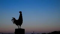 Îți cântă cocoșul noapte? Nu te grăbi să-l arunci în tigaie! Superstițiile din popor și adevăratul motiv pentru care pasărea dă trezirea în miez de noapte