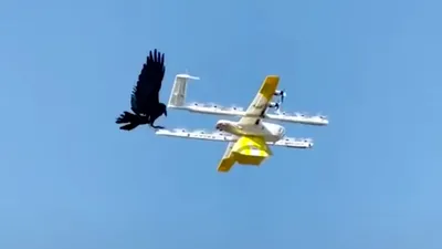 VIDEO: Momentul când un corb a atacat o dronă care livra cafea