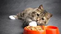 Hrana halal pentru pisici și câini nu reușește să cucerească piața europeană: Cât de necesară este și ce spun experții