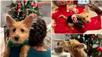 Pike, un cățel adoptat de la ASPA, se pregătește pentru primul lui Crăciun acasă: Cum a ajuns blănosul cu „urechi speciale” să fie sufletul unei familii