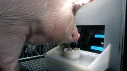 Reușită medicală: un rinichi de porc transplantat unui pacient uman a funcționat aproape nouă luni