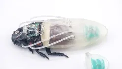 Cercetătorii au creat un gândac-cyborg capabil să reziste sub apă timp de trei ore