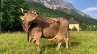 Veronika, vaca din Austria care a uimit lumea științei. Studiul Current Biology a demonstrat că poate folosi unelte cu scop precis (VIDEO)