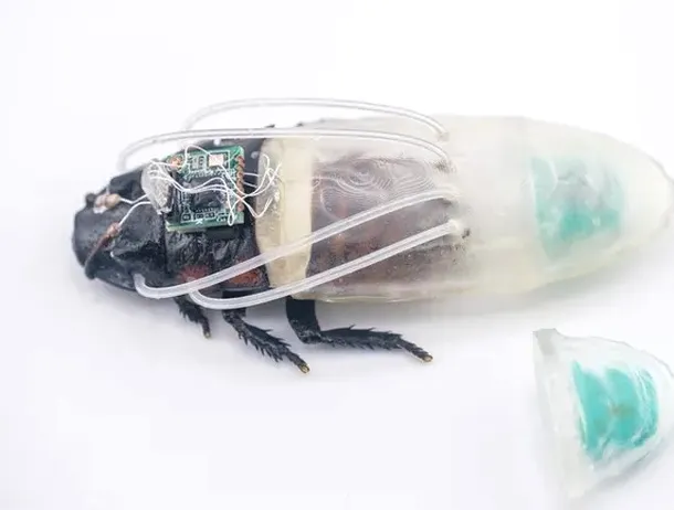 Cercetătorii au creat un gândac-cyborg capabil să reziste sub apă timp de trei ore