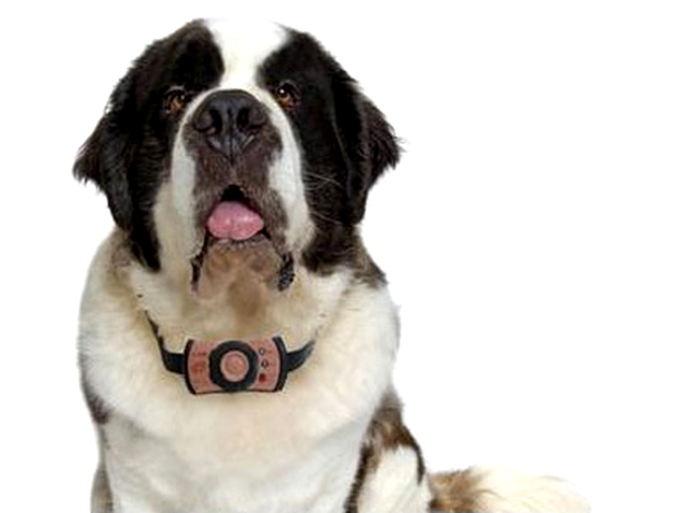 Saint Bernard cu GPS