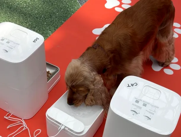 Cum îți poți lăsa animalul de companie singur câteva zile cu ajutorul tehnologiei