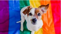 Animalele queer în laborator: cercetările care dezvăluie diversitatea comportamentelor