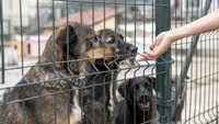 Animale abandonate de sărbători. Câini tineri, unii de doar o lună, preluați de ASPA de pe străzile Capitalei și duși în adăpost