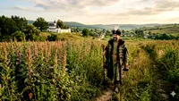 De unde provine expresia „Treci ca Vodă prin lobodă”? E una dintre cele mai cunoscute vorbe românești