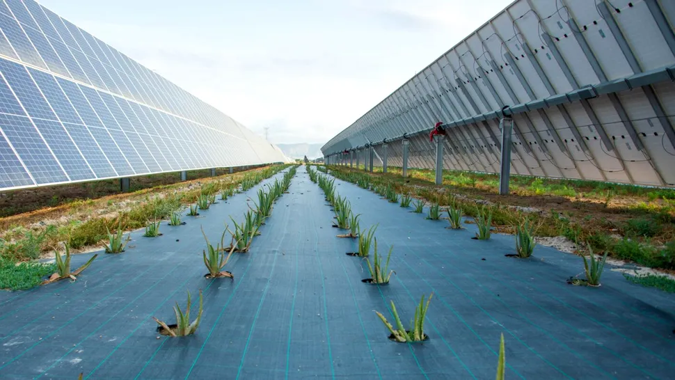 Fermele agrovoltaice ar putea oferi echilibrul perfect între agricultură și producția de energie regenerabilă
