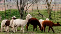 Cea mai nouă atracție pentru iubitorii de animale: Alpaca, ponei, capre pitice și căprioare pot fi admirate în Craiova. Cât costă biletul