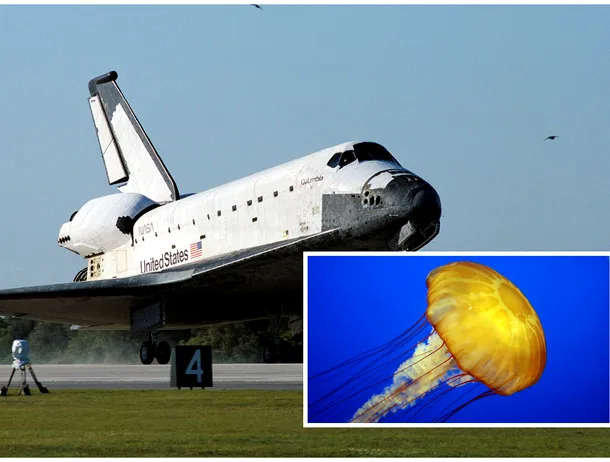 Oficialii NASA au trimis peste 2.000 de pui de meduze în spațiu. Zeci de mii s-au întors pe Pământ