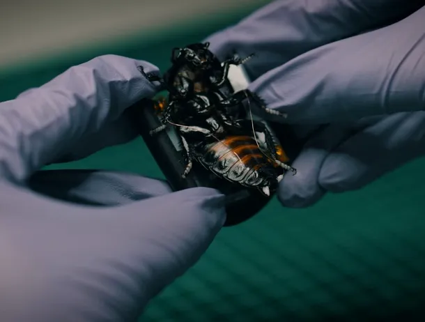 Insectele cyborg, deja în serviciul NATO: O companie germană dezvoltă roiuri de astfel de „soldați”