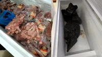 Imagini ȘOCANTE din hotelul din Saturn unde 58 de turiști s-au îmbolnăvit. Ce au găsit inspectorii cu doar trei zile înainte?