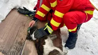 Cățel salvat de pompieri din incendiu. Patrupedul trăiește datorită paramedicului SMURD, care i-a acordat primul ajutor: „În situații de urgență, animalele de companie sunt la fel de vulnerabile ca oamenii”