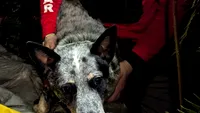 Câinele care și-a salvat stăpâna de 82 de ani pierdută în pădure: „Fără Cami, nu ar fi supraviețuit” (FOTO)