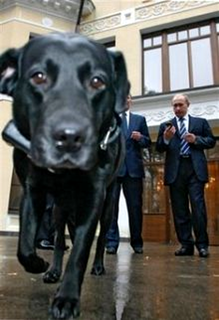 Labradorul Koni testand GLONASS