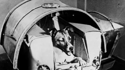 S-au împlinit 60 de ani de când căţeaua Laika a devenit primul animal trimis de om în spaţiu