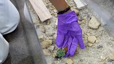 La ce sunt folosiți gândacii-cyborg cu creiere robotizate - VIDEO