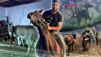 Caii sunt folosiți pe frontul din Ucraina. Cum au reapărut brusc călăreții în era dronelor și ce misiuni periculoase primesc animalele