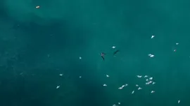 Un posibil fragment de dronă, găsit sâmbătă pe o plajă din Eforie Nord