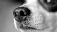 Nasul uscat la câini: Ce înseamnă cu adevărat și când să te îngrijorezi. Sfaturile veterinarului