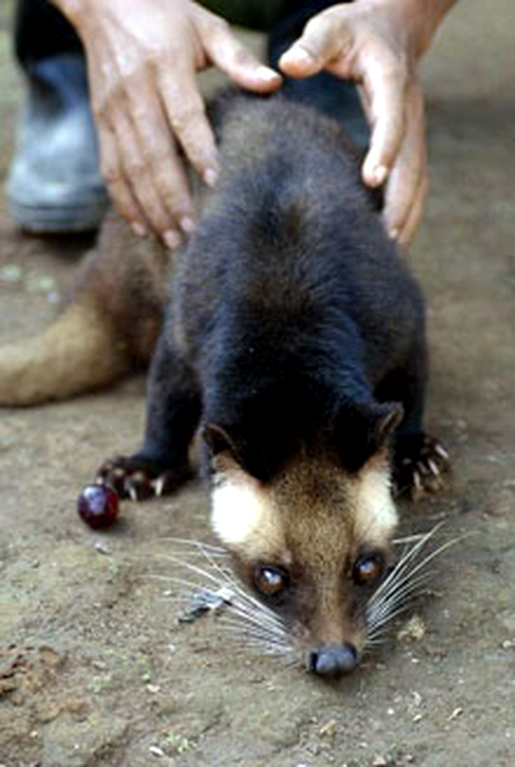 Pisica indoneziana