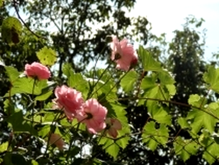 ISO 100, F5.0, 1/800 s